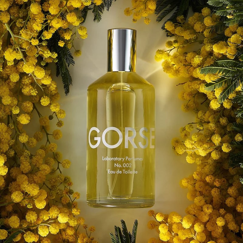 Lifestyle shot top view of Laboratory Perfumes Gorse Eau de Toilette with yellow flowers in the background