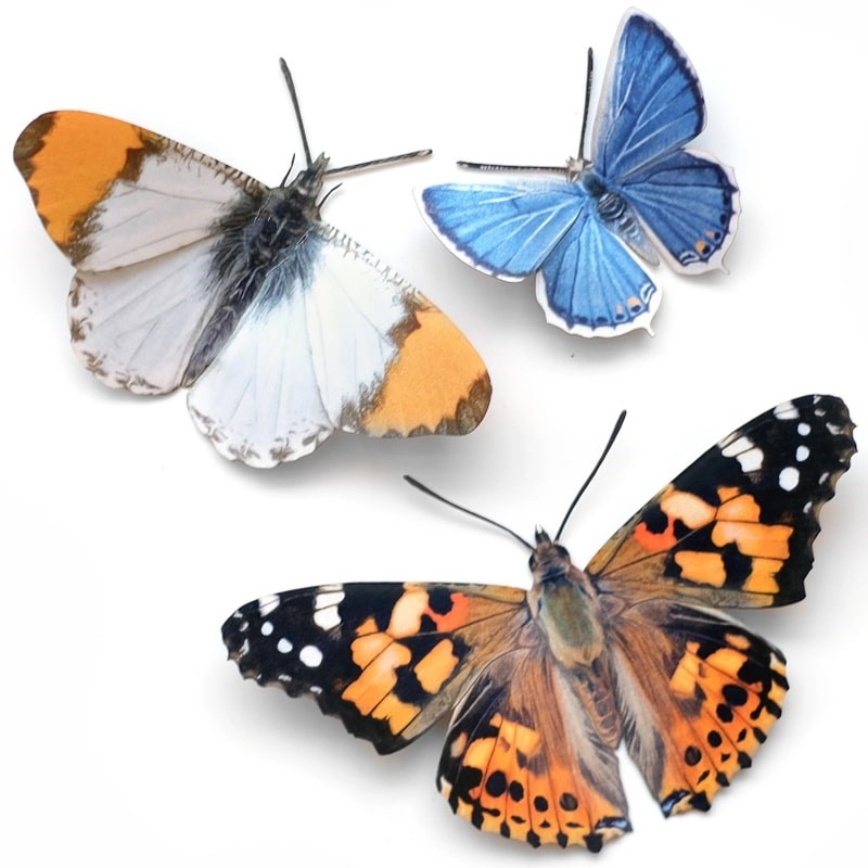 Moth & Myth Pacific Northwest Butterfly Set (3 pcs) – Beautyhabit