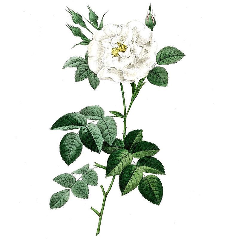Les Parfums de Rosine Ballerina No.4 – Beautyhabit