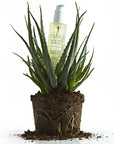 Rahua by Amazon Beauty Aloe Vera Hair Gel sitting on top of aloe plant 