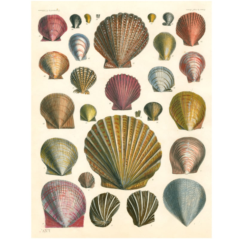 John Derian Paper Goods Wrapping Paper & Gift Tags - Product design shown seashells