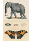 John Derian Paper Goods - John Derian Sticker Book - Elephant and butterfly stickers