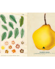 John Derian Paper Goods - John Derian Sticker Book - Lemon, flower and leaf stickers 