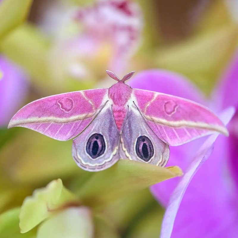Moth & Myth Limelight Moth Set - Beauty shot, product shown on flower