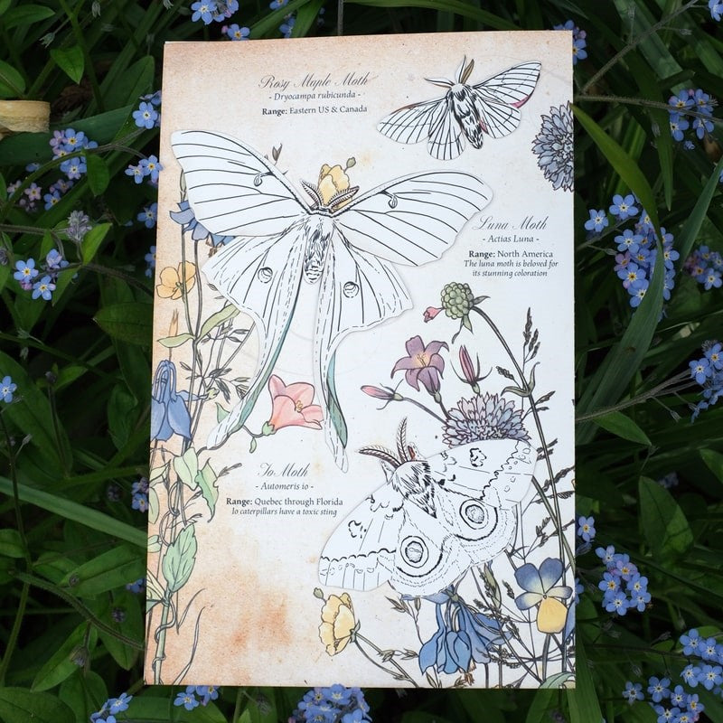 Moth & Myth North American Insect Coloring Kit - Product displayed on top of flowers