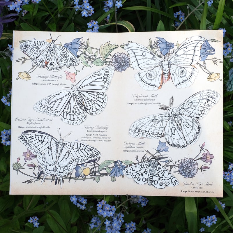 Moth &amp; Myth North American Insect Coloring Kit- Product displayed open on top of flowers. 