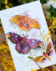 Moth & Myth Amber Atlas Moth Set - Product displayed on top of flowers