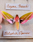 Moth & Myth Amber Atlas Moth Set - Product shown in models hand, on top of cloth