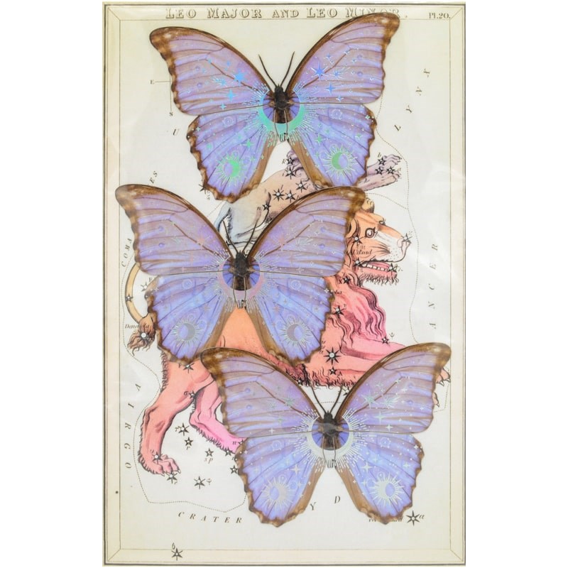 Moth &amp; Myth Celestial Beings Morpho Paper Butterfly Set (3 pcs)