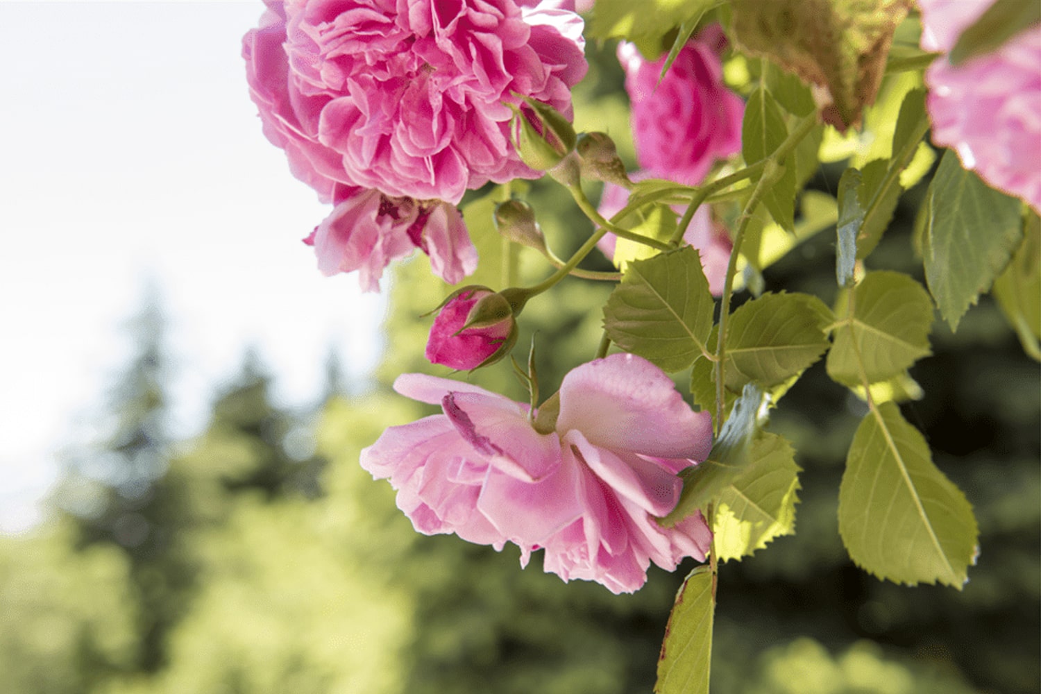 Rosa Damascena in a garden
