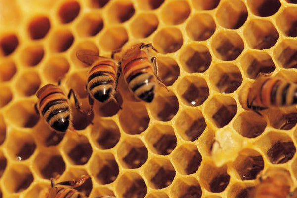 Honey House Naturals
