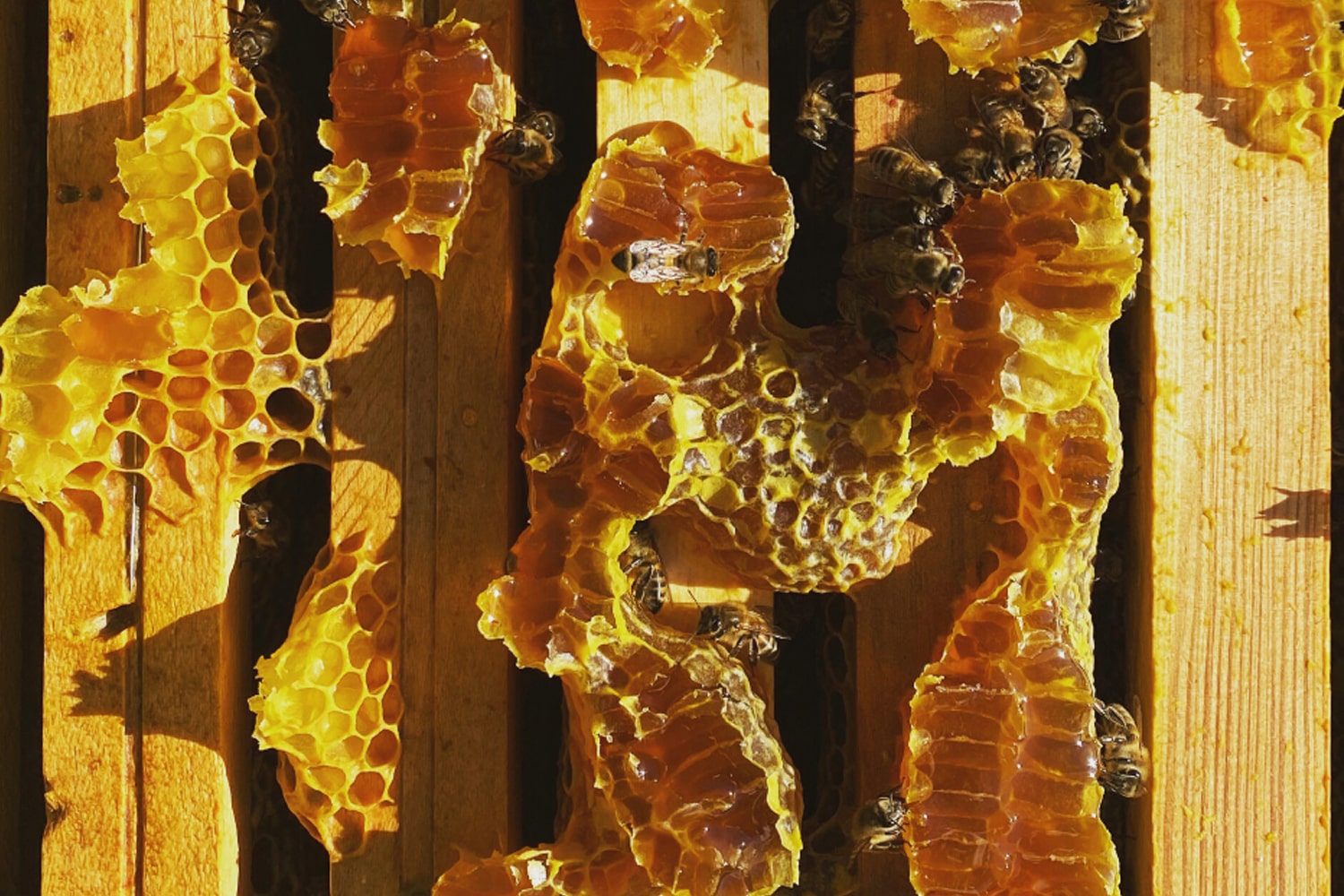Bees on honeycomb