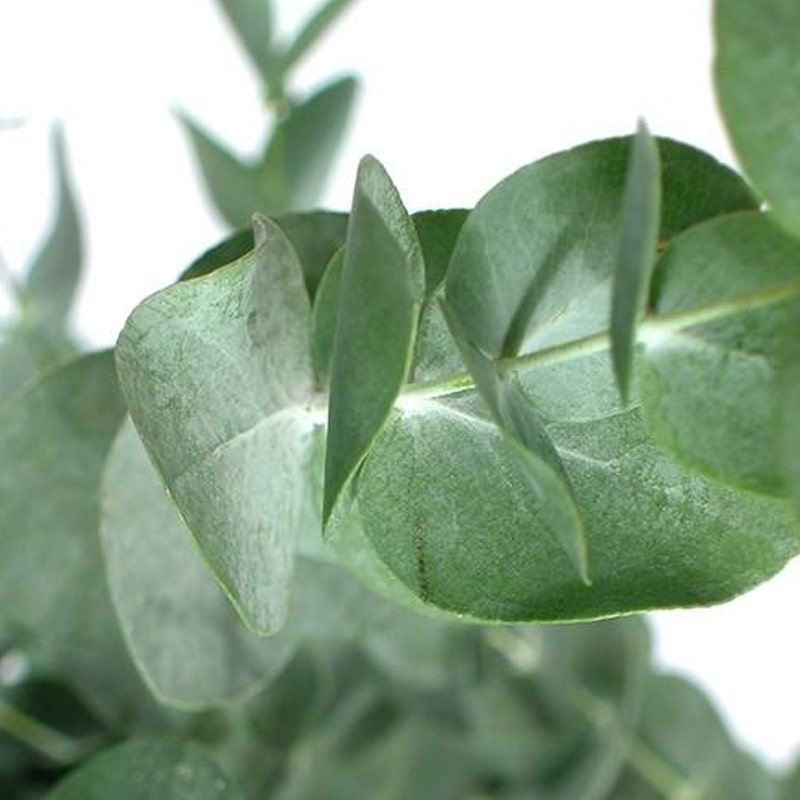 Cinq Mondes Beldi Black Soap - plants