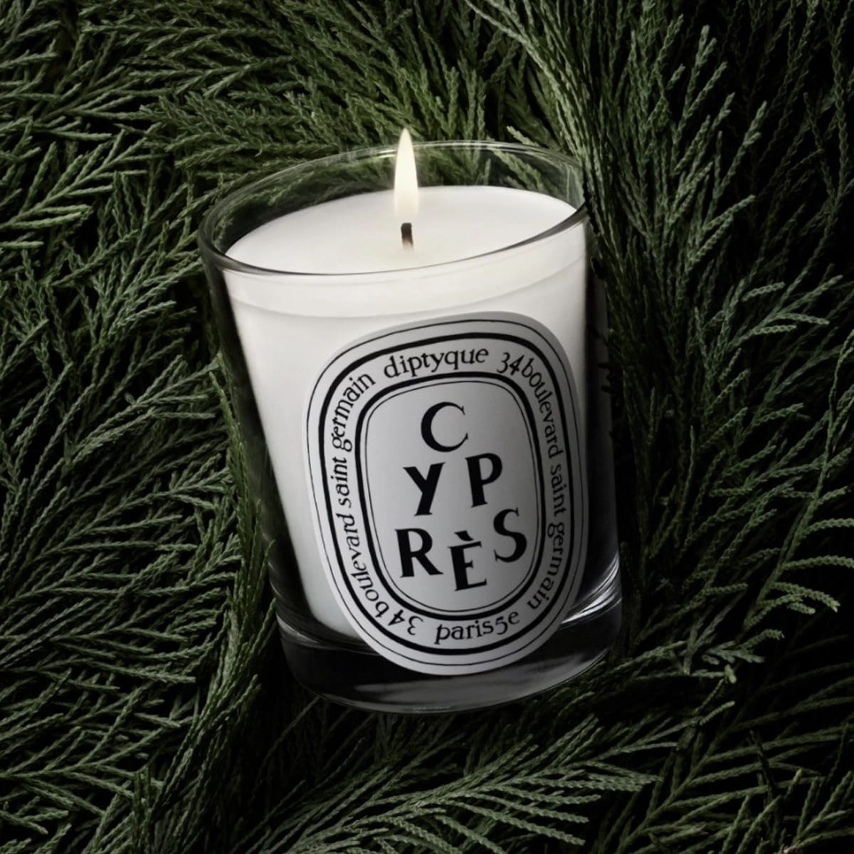 Diptyque Cypres (Cypress) Candle (190 g) - product shown on top of a cypress tree. 