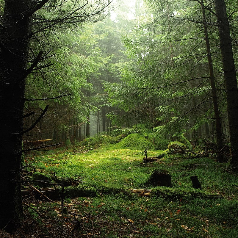 Lubin Korrigan Eau de Parfum - photo of a forest 