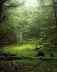 Lubin Korrigan Eau de Parfum - photo of a forest 