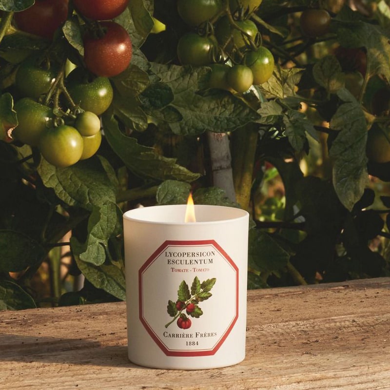 Lifestyle shot of Carriere Freres Tomato Candle (185 g) shown lit with tomatoes on the vine in the background