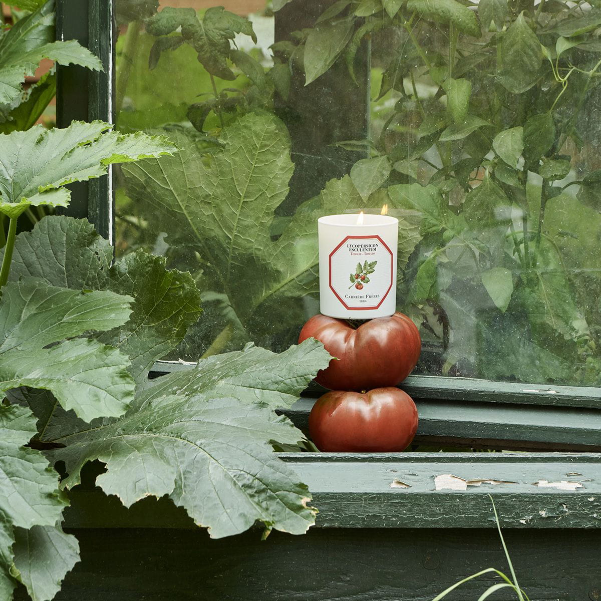 Carriere Freres Tomato Candle (185 g) sitting on tomatoes with green leaves and garden background