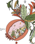 Santa Maria Novella Pomegranate in Scented Terracotta - Illustration 