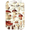 Firefly Notes Mushroom Storage Tin - Large (1 pc)