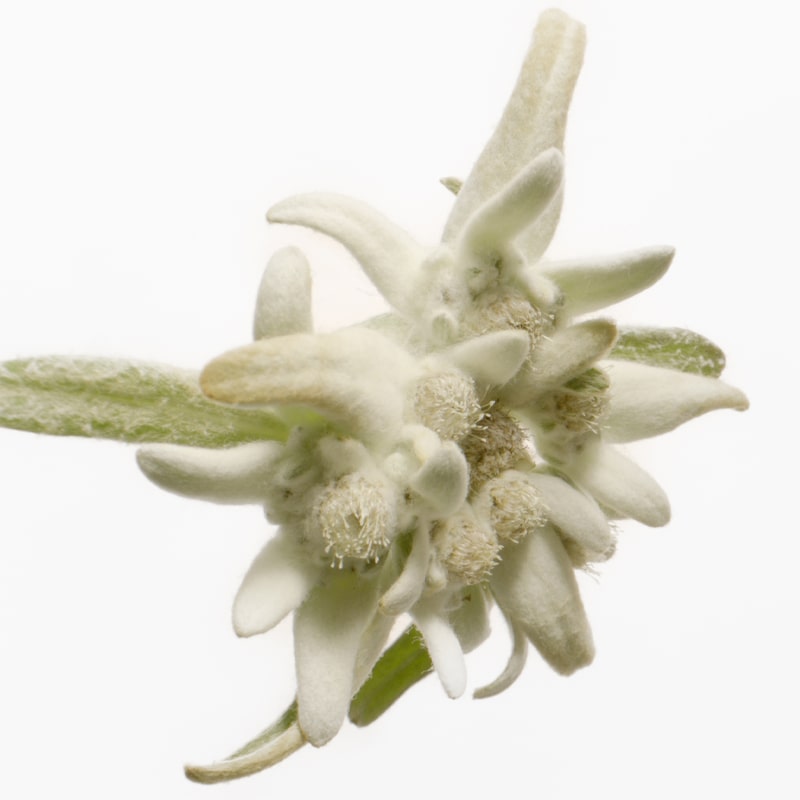 Susanne Kaufmann Lash &amp; Brow Serum (5 ml) - close up of flower