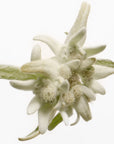 Susanne Kaufmann Lash & Brow Serum (5 ml) - close up of flower