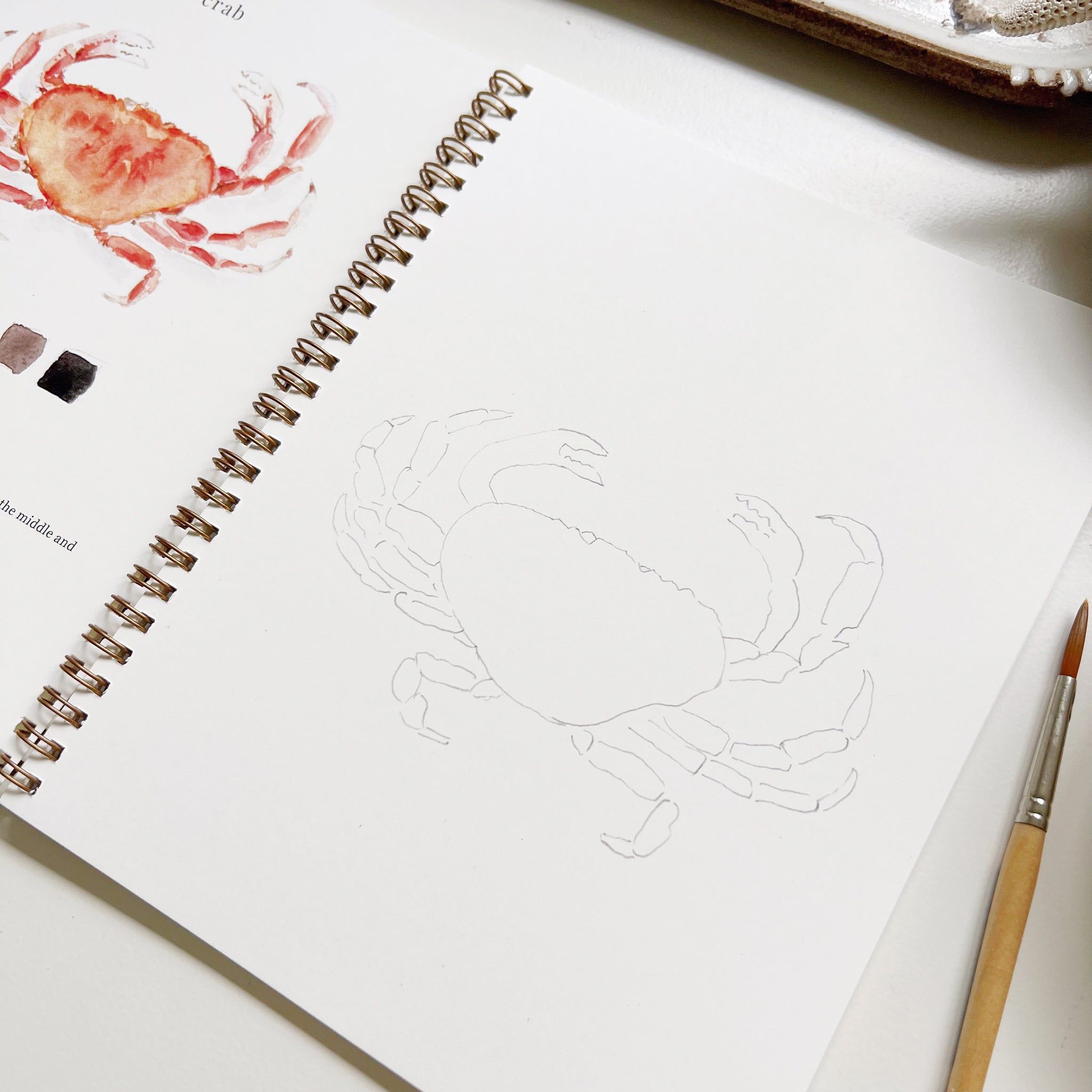 Emily Lex Studio Seaside Watercolor Workbook - Blank crab shown 