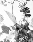 One Seed Dreamer Eau de Parfum Rollerball - Floral beauty shot