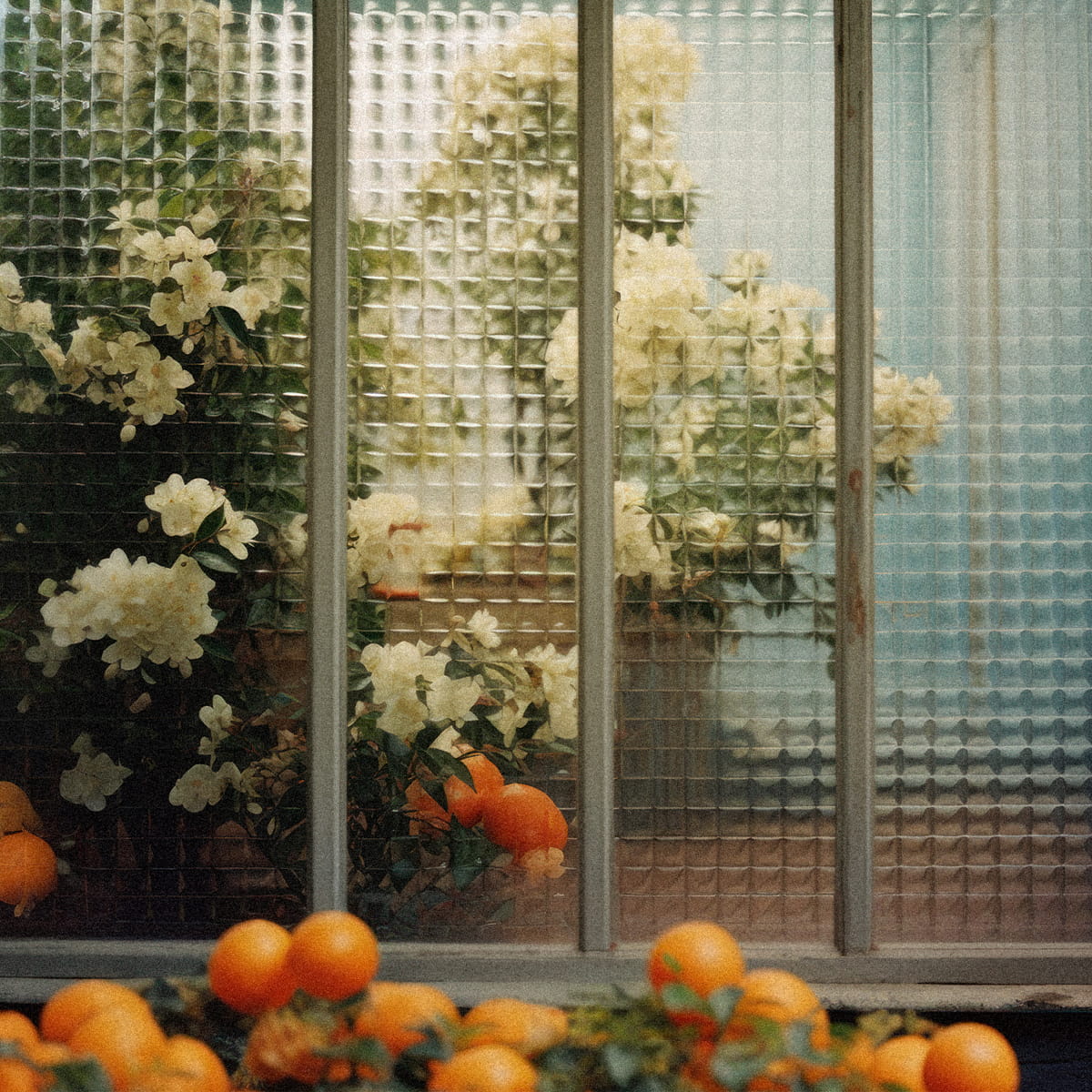 Kerzon Fragranced Candle - Fleur d'Oranger (190 g) - oranges in greenhouse shown. 