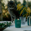 Kerzon Fragranced Candle - Menthe Poivrée (190 g) - product shown table with cat in the background. 