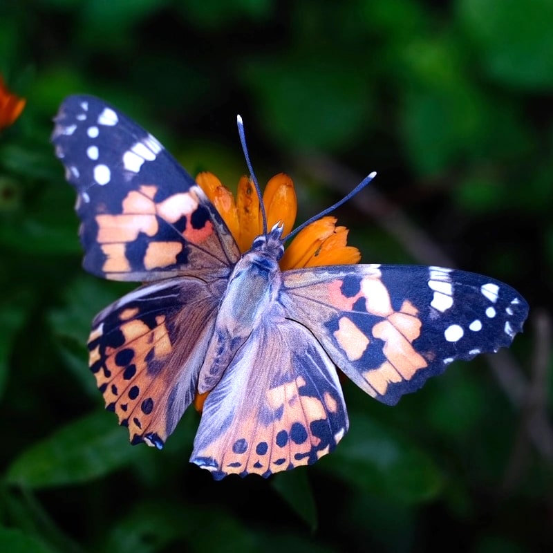 Moth & Myth Pacific Northwest Butterfly Set (3 pcs) – Beautyhabit