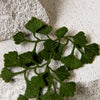 Botanopia Embroidered Brooch - Maidenhair Fern - product shown on stone