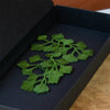 Botanopia Embroidered Brooch - Maidenhair Fern - product shown inside packaging