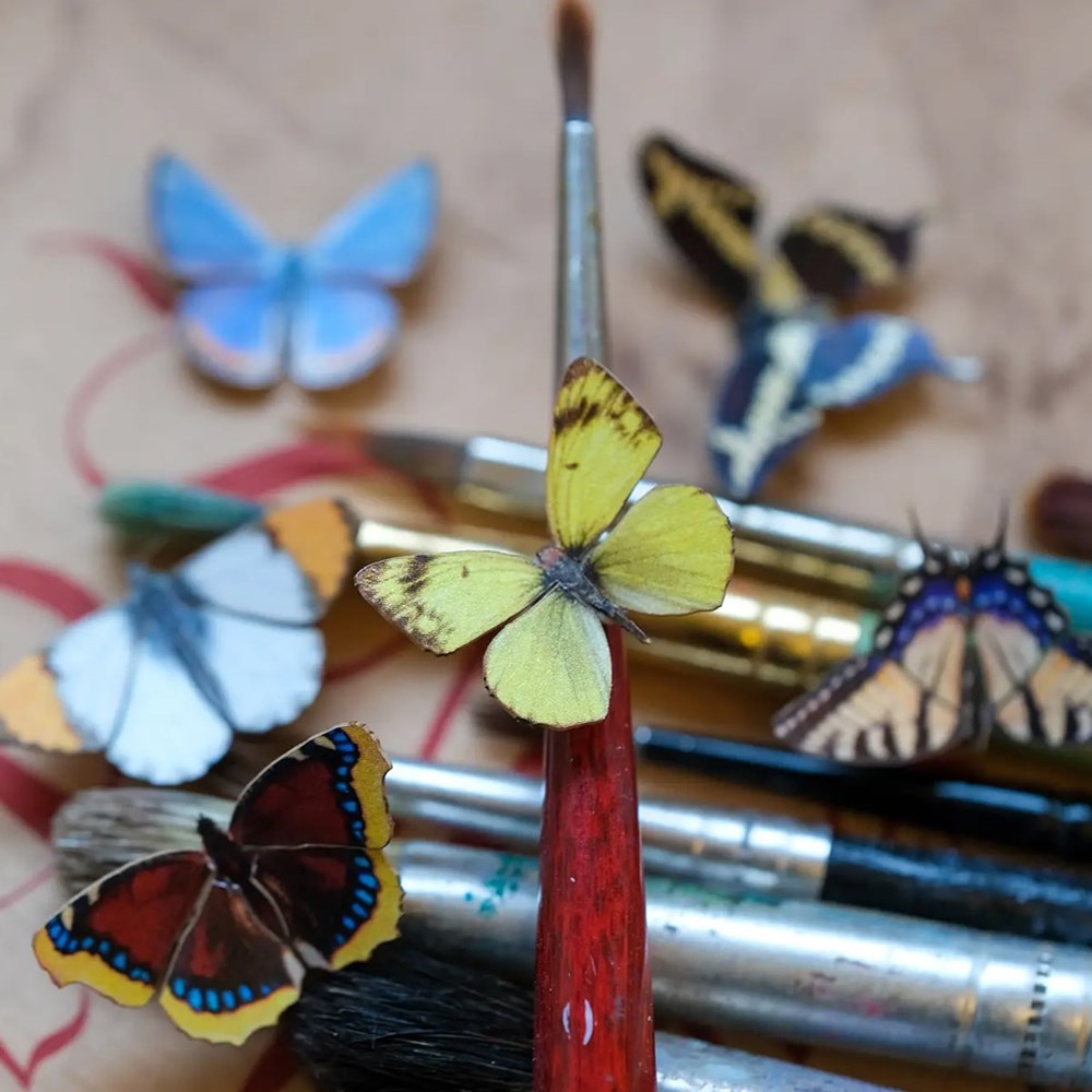 Close up of Moth & Myth North American Butterfly Micro Collection