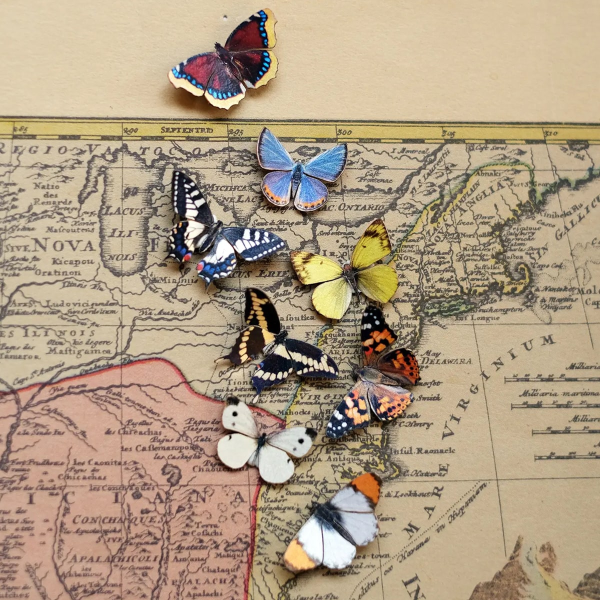 Moth & Myth North American Butterfly Micro Collection on an old map