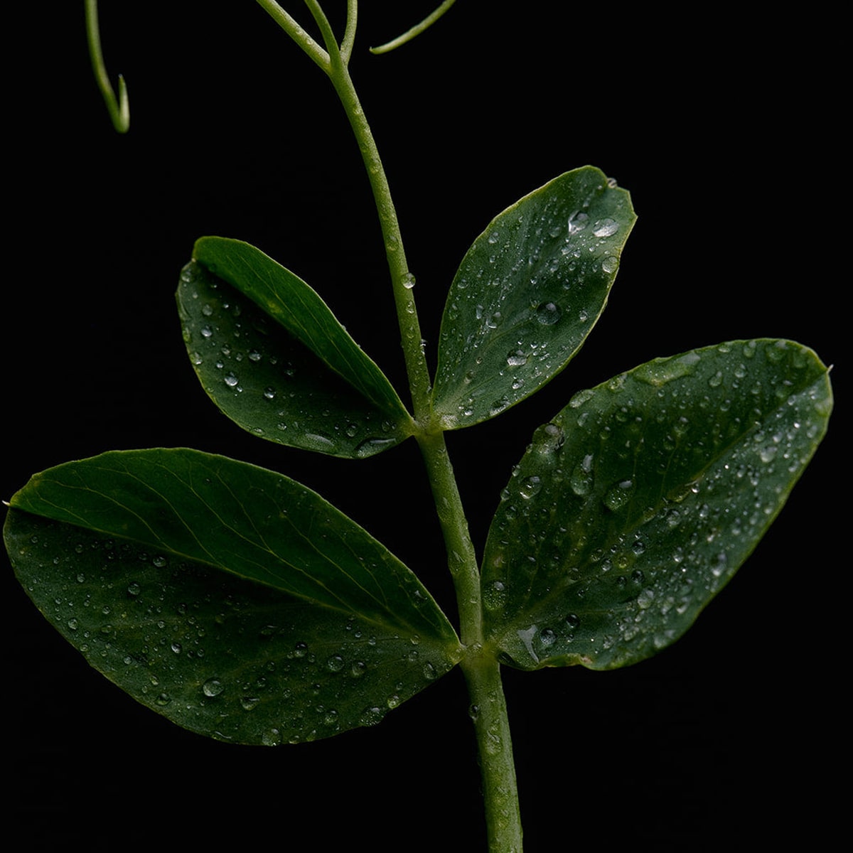 Flamingo Estate Green Goddess Candle (226 g) - plant shown. 