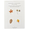 Fall Leaves Paintable Notecards