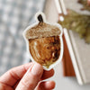 Acorn Sticker