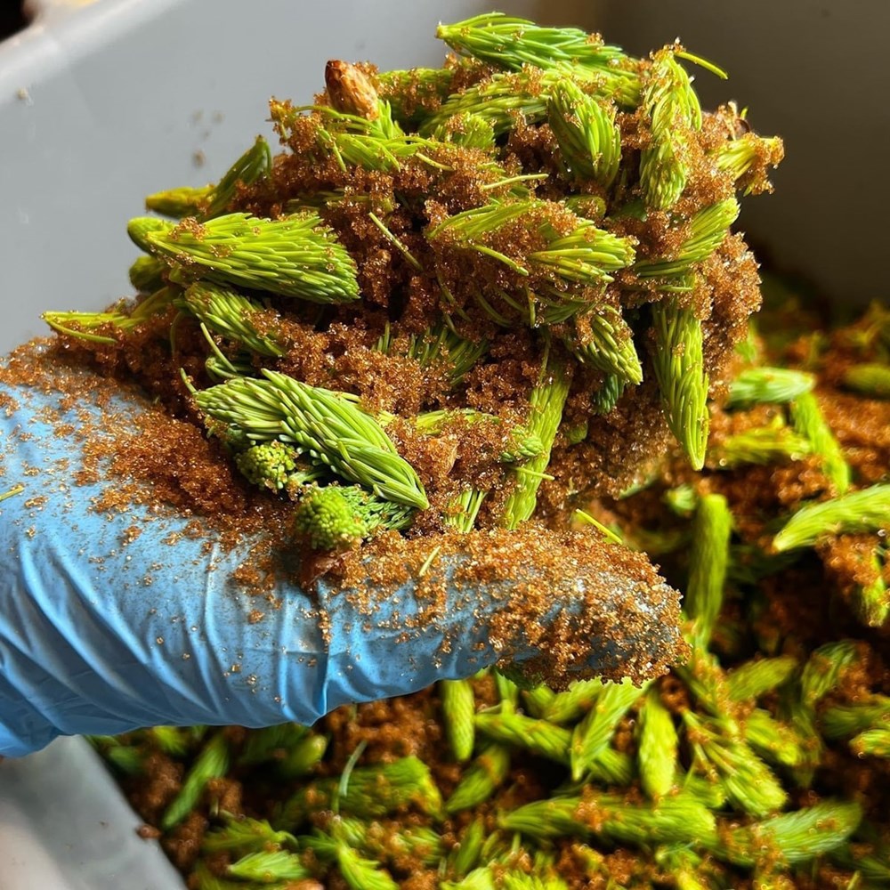 Pen & Cob Farm Spruce Syrup (5 oz) -spruce shown with sugar.