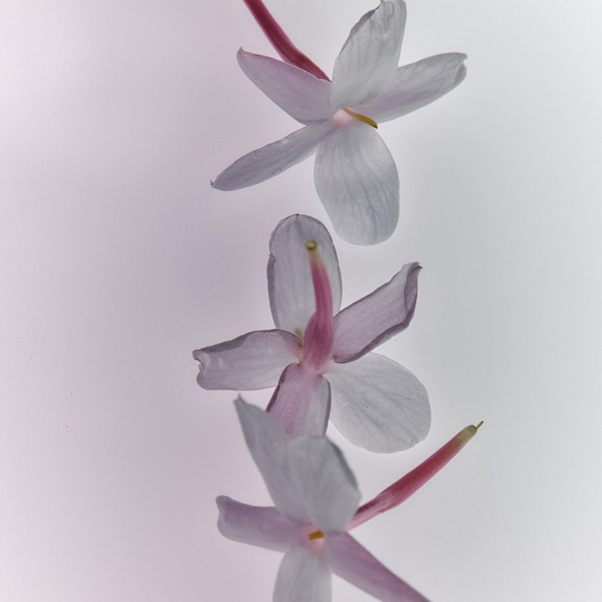 Flamingo Estate Organics Jasmine Damask Rose Rich Cream (74 ml) - flowers shown. 