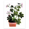 Scented Geranium Card