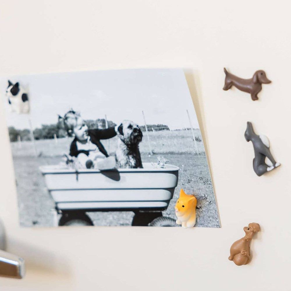 Three by Three Seattle Colorful Dog Magnets (5 pcs) - product shown on fridge door, holding up a photo. (photo not included)