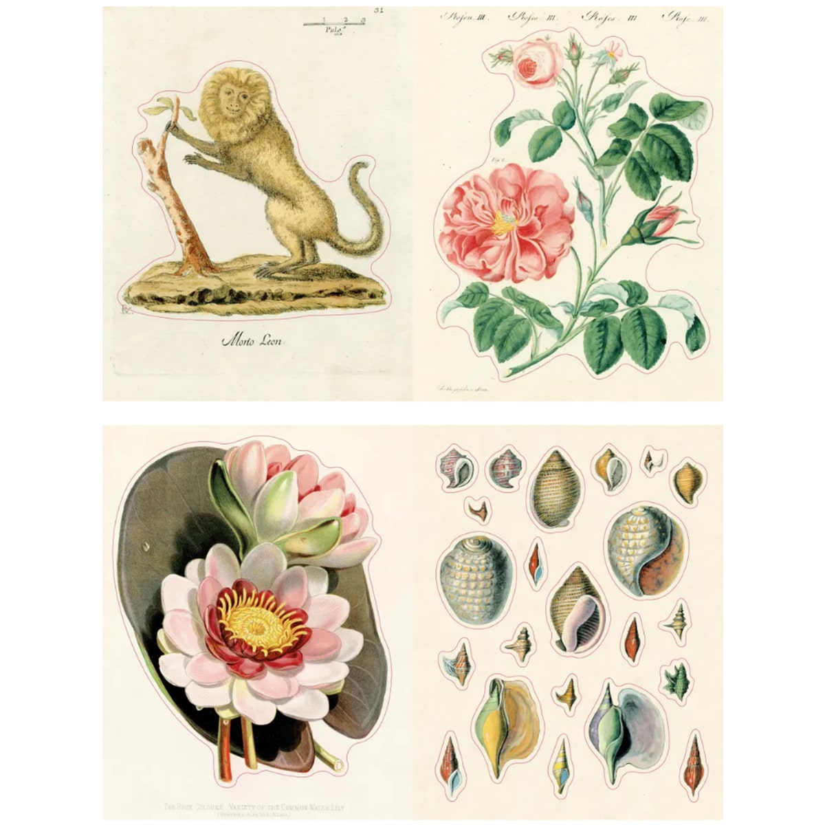 John Derian Paper Goods John Derian Sticker Book II (320 pgs) - pages showing set of vintage-style illustrations including a lion, flowers, and shells on a white background.