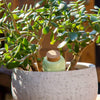 Pepin Olla - Green (1 pc) - product shown in planter.