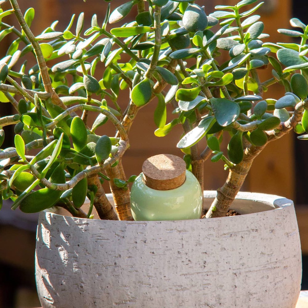 Pepin Olla - Green (1 pc) - product shown in planter.