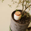 Pepin Trio Mini Ollas - The Iconics (3 pcs) - product shown in a potted plant. 