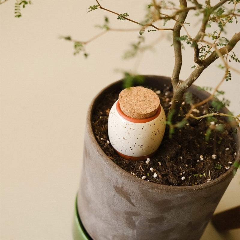 Pepin Trio Mini Ollas - The Iconics (3 pcs) - product shown in a potted plant. 