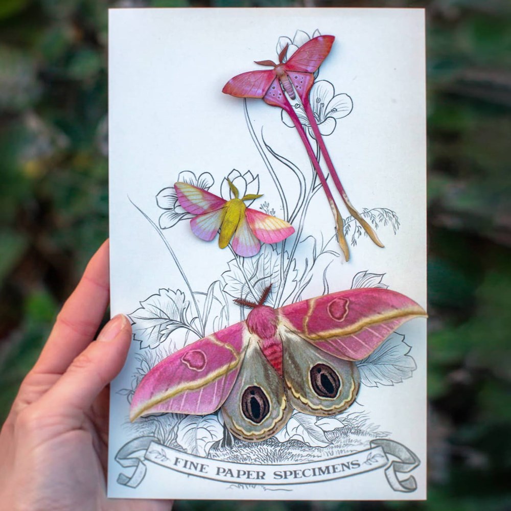 Moth & Myth Blush Pink Moth Set (3 pcs) - product shown in packing. 