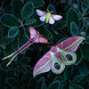 Moth & Myth Blush Pink Moth Set (3 pcs) - product shown in green leaves. 