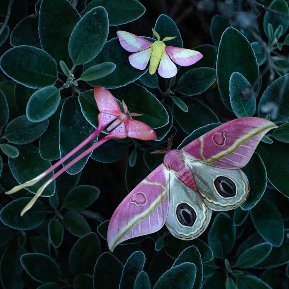 Moth & Myth Blush Pink Moth Set (3 pcs) - product shown in green leaves. 